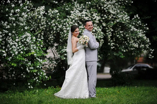 Casamento casal apaixonado perto de árvores de flores brancas — Fotografia de Stock
