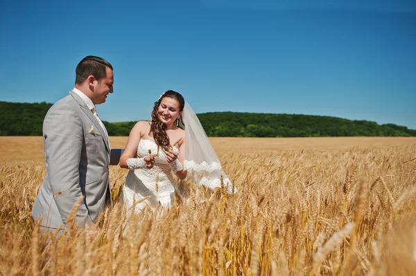 小麦に愛情のある結婚式のカップル — ストック写真