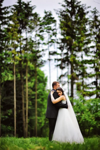 Wedding couple in pine forest — Stock Photo, Image