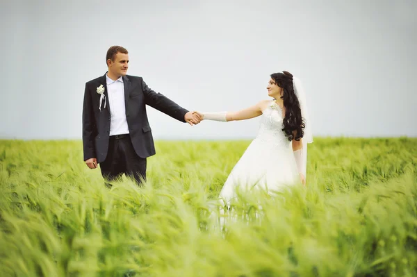 Love wedding couple on the young wheat — Stock Photo, Image