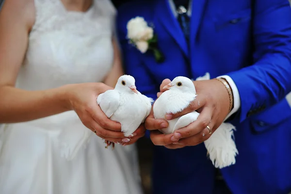 Голуби на свадьбе — стоковое фото