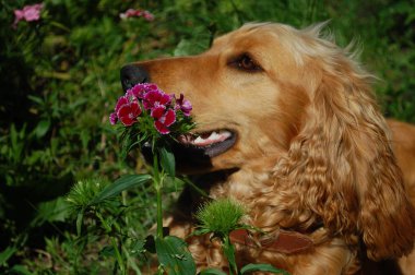 Coker spaniel köpek yakınındaki çiçek