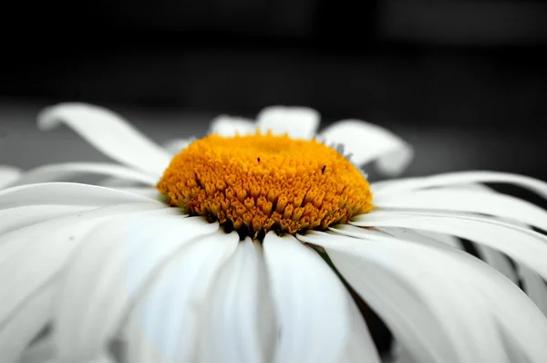 Flor de manzanilla. color del núcleo — Foto de Stock