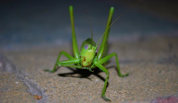 Grasshopper divertido —  Fotos de Stock