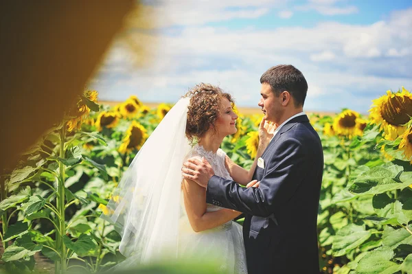 Sposi novelli nel campo dei girasoli — Foto Stock