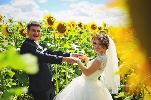 Pasgetrouwden op het gebied van zonnebloemen — Stockfoto