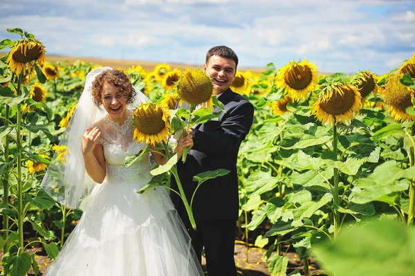 Pasgetrouwden op het gebied van zonnebloemen — Stockfoto