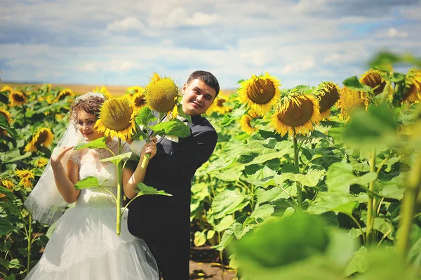 Pasgetrouwden op het gebied van zonnebloemen — Stockfoto