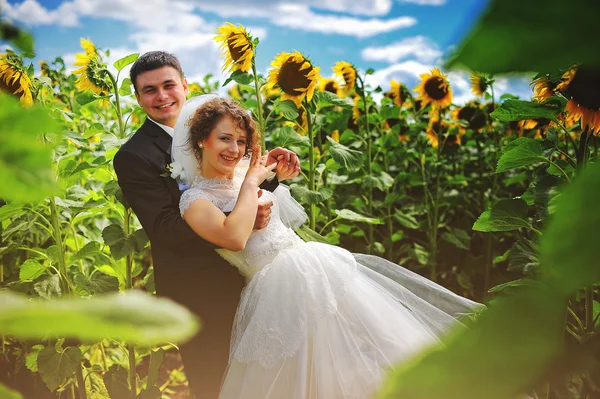 Pasgetrouwden op het gebied van zonnebloemen — Stockfoto