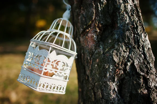 Decoration cage in autumn forest — Stock fotografie