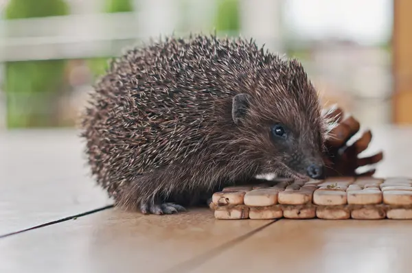Hedgehog on the wooden table with cons — Stock fotografie