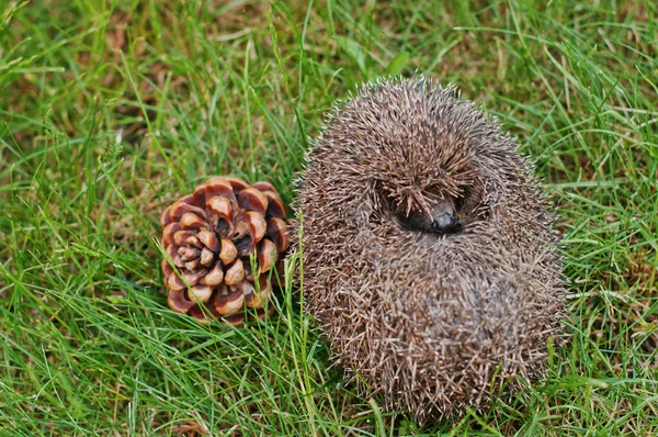 Hedgehog on the green grass with cons — Stock fotografie