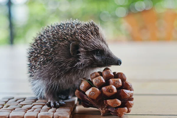 Hedgehog on the wooden table with cons — Stock fotografie