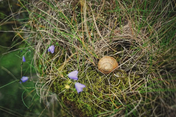 Schnecke und Verlobungsringe — Stockfoto