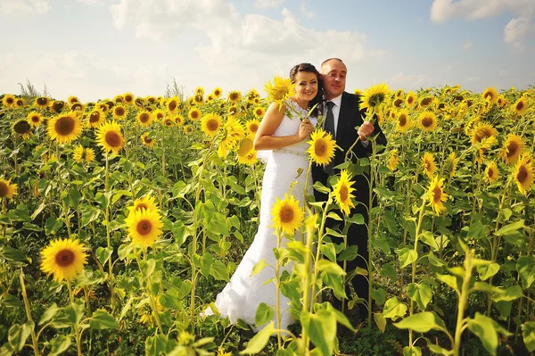 Happy marriage couple at the field of sunflowers — ストック写真