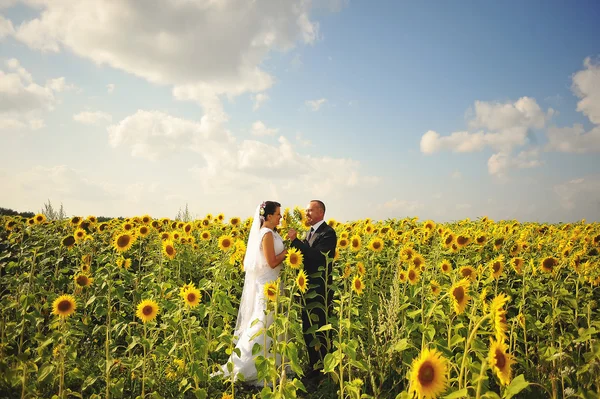 Happy marriage couple at the field of sunflowers — ストック写真