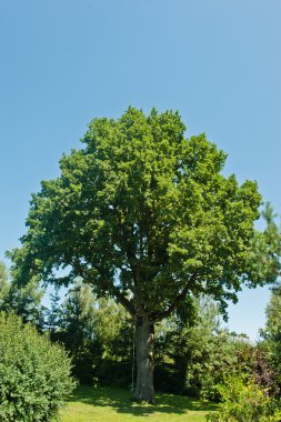 Antik meşe arka planı yeşil mavi gökyüzü ve gül