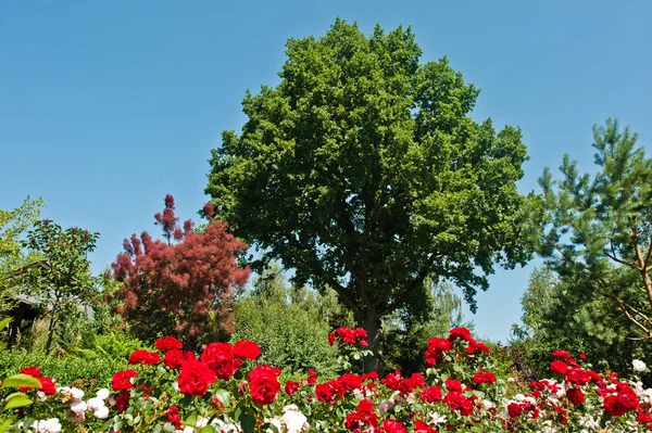 Starożytny dąb zielono niebieski niebo i róże — Zdjęcie stockowe