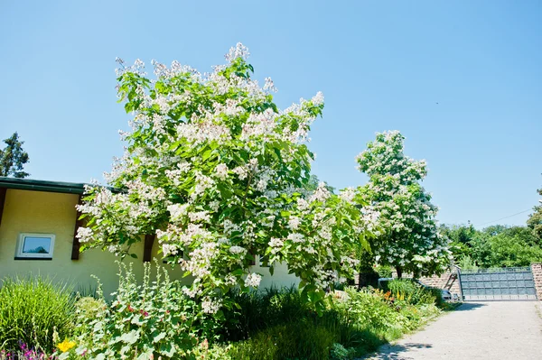 Catalpa δέντρο με άνθος στο μπλε του ουρανού στην ηλιόλουστη μέρα — Φωτογραφία Αρχείου