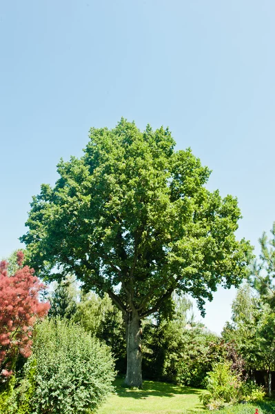 Ancient green oak background blue sky and roses Stock Photo