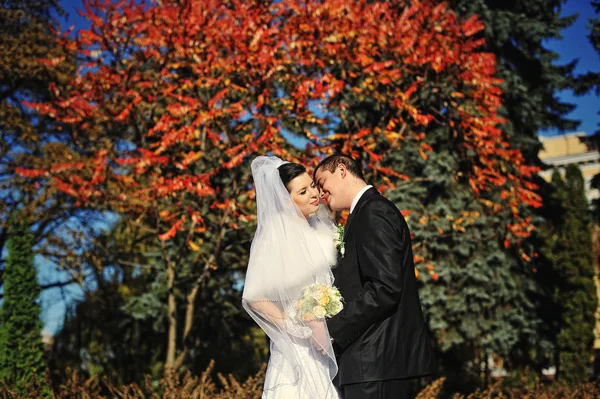 Prachtige echtpaar omarmen achtergrond rode herfst boom — Stockfoto