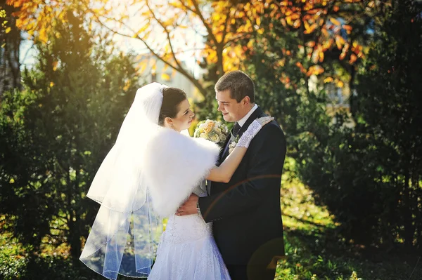 Gorgeous married couple embrace background yellow autumn tree — Stock Photo, Image