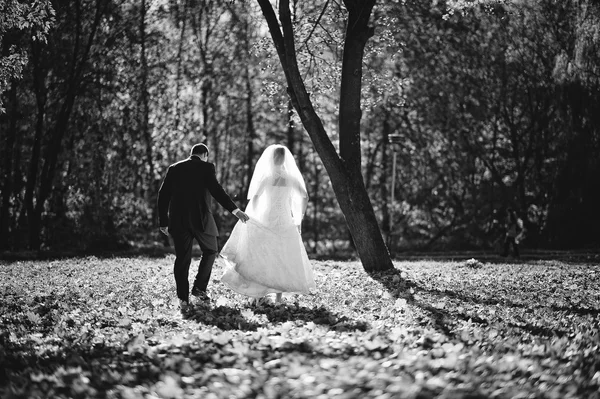 Gloriosos recém-casados ao sol do outono — Fotografia de Stock