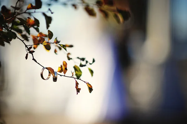 Vigselringar på en gren av en buske bakgrund nygifta — Stockfoto