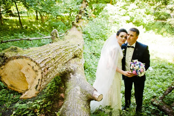 Gorgeus casamento casal na floresta ensolarada verde — Fotografia de Stock