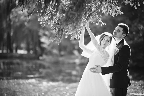 Net getrouwd in liefde op het park — Stockfoto