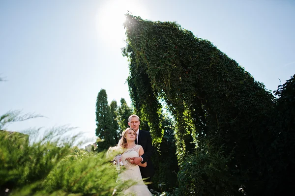 結婚式のカップルの背景の大きな緑のワラビ — ストック写真