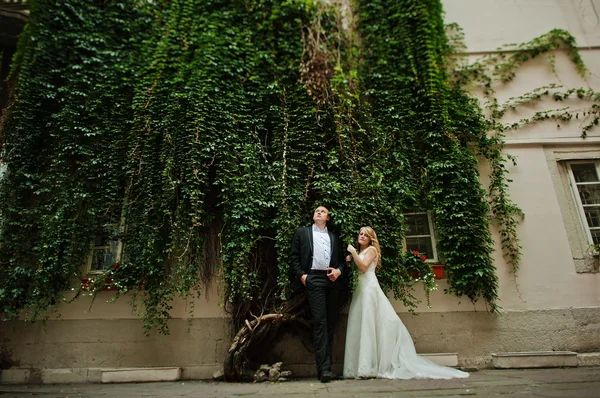 Recém-casados parede de pedra fundo coberto com folhas verdes clim — Fotografia de Stock