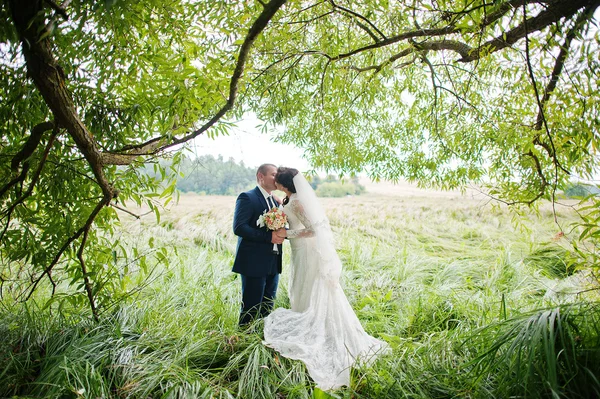 Wedding couple in high grass and near tree — Stock Photo, Image