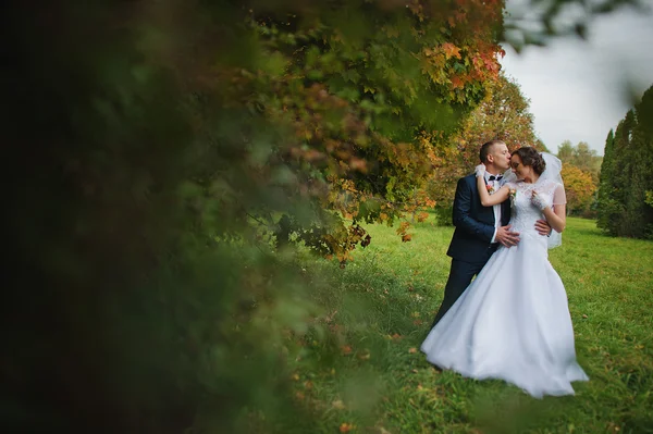 新婚夫妇背景黄色树在秋天的公园 — 图库照片