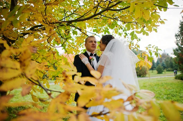 Matrimonio coppia sfondo giallo albero a autunno parco — Foto Stock