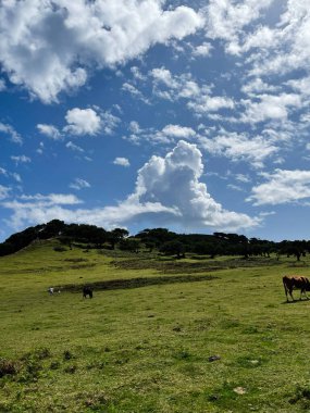 Madeira 'da açık çayırlarda yeşil alanlar, otlayan sığırlar ve dramatik bulutlarla dolu bir gökyüzü var..