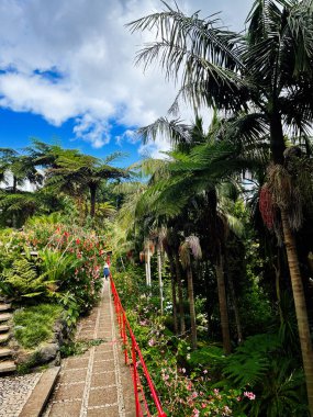 Portekiz, Madeira 'da palmiye ağaçları ve canlı çiçeklerle kaplı yemyeşil bahçe Jardim Monte Sarayı yolu..
