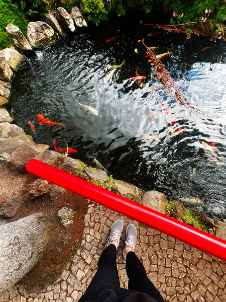 A tranquil garden pond in Madeira filled with koi fish and a bright red railing.