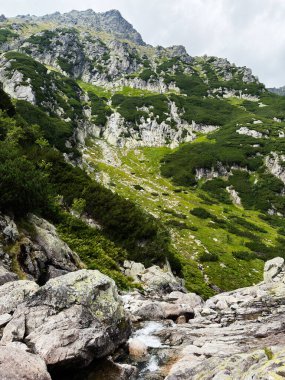 Taşları, yeşil çalıları ve Polonya, Zakopane 'de akan bir deresi olan manzaralı alp arazisi..