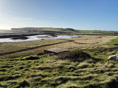 Berrak mavi gökyüzünün altında otlayan koyunları, otlak arazileri ve kıyı kayalıkları olan pastoral bir manzara..