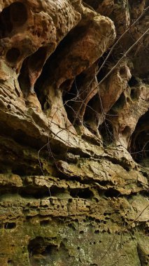 Güney Illinois kaya duvarında bal peteği delikleri, yosun ve çıplak dalları olan engebeli uçurum yüzeyi.