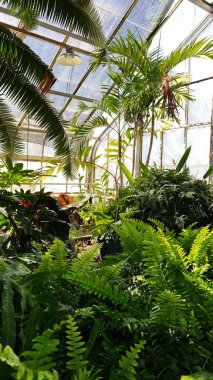 Bereketli tropikal eğrelti otları ve palmiyeler Güney Illinois, ABD 'de güneşli bir sera konservatuarında gelişir..