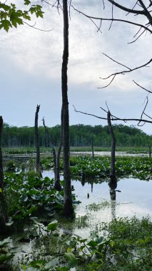Güney Illinois 'de sakin bir bataklık manzarası durgun su, çıplak ağaçlar ve yüzen su zambakları sakin bir bataklıkta..