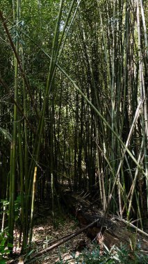 Güneş ışığı uzun bambuların arasından süzülerek Güney Illinois ormanında sakin yeşil bir tünel oluşturur..