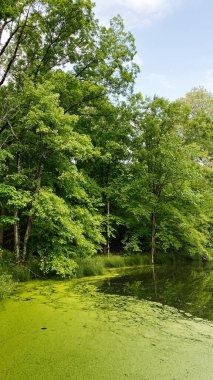 Bereketli ağaçlar yeşil yosunlarla çevrili sakin bir gölet oluşturur. Huzurlu bir doğal manzara yaratır..