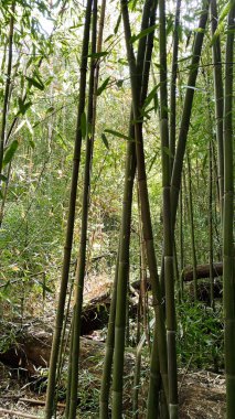 Güneş ışığıyla aydınlanan bambu sapları yoğun bir korulukta yükselir ve dingin yeşil bir manzara yaratır..
