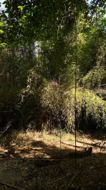 Güneşli bir bahçedeki yemyeşil bambu koruluğu, halatla salıncaklar, huzurlu bir açık hava manzarası yaratıyor..