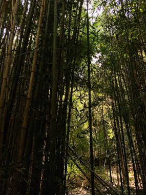 Güneş ışığı yoğun bambuların arasından süzülür, ormanlık alanda sakin ve gölgeli bir yol oluşturur..
