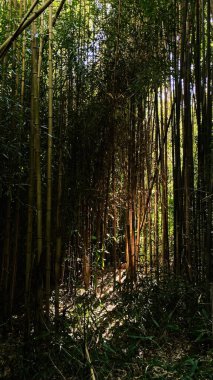 Güney Illinois 'deki yoğun bambu ormanı. Güneş, uzun sapların arasında parlıyor. Sakin ve doğal bir manzara yaratıyor..