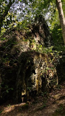 Yoğun ormanlık yosunla kaplanmış engebeli bir kaya oluşumunu sarar. Doku, gölge ve doğal güzellik sunar..